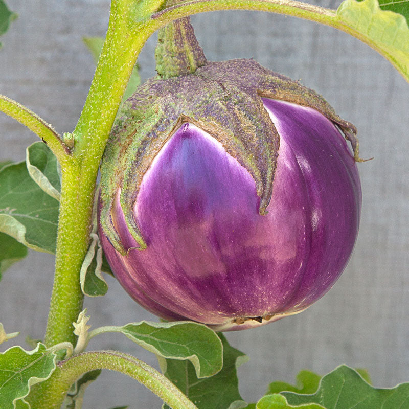 Rosa Bianca Eggplant Seeds (Organic) - Grow Organic Rosa Bianca Eggplant Seeds (Organic) Vegetable Seeds