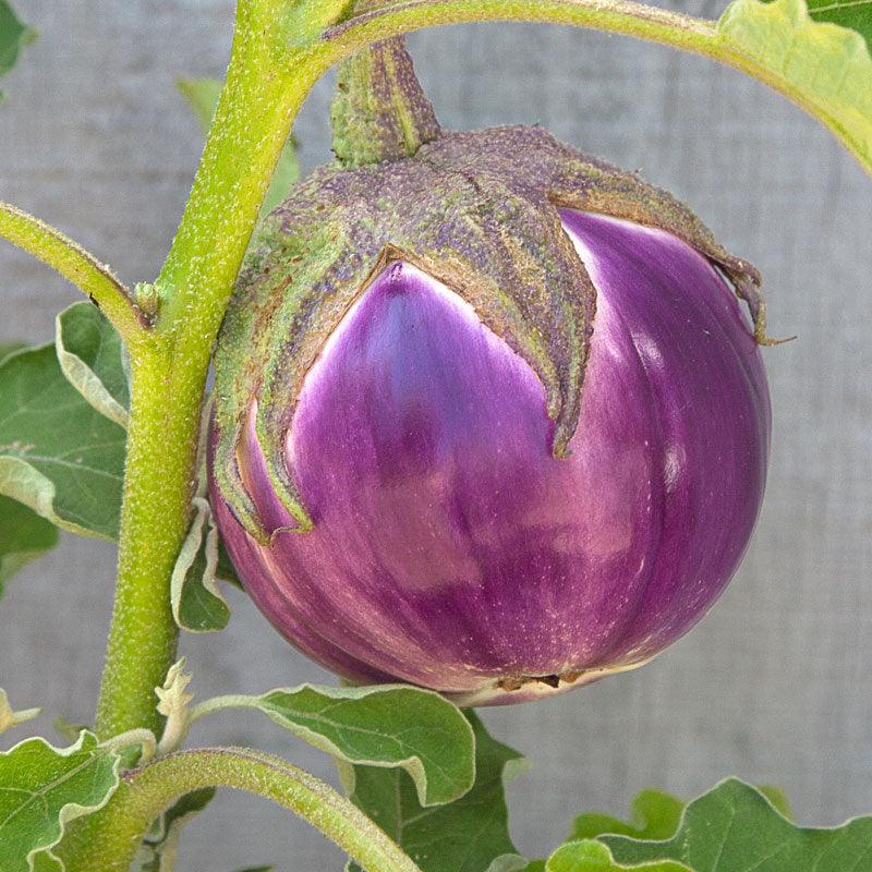 Organic Eggplant, Rosa Bianca (1 oz) Peaceful Valley
