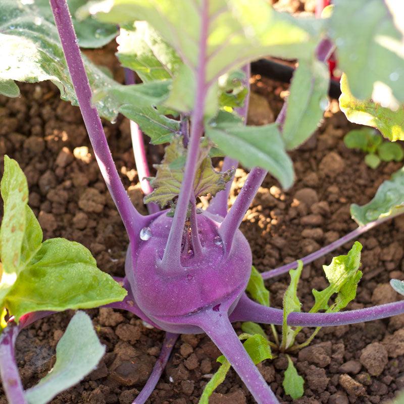 Organic Kohlrabi, Purple Vienna (1/4 lb) Peaceful Valley