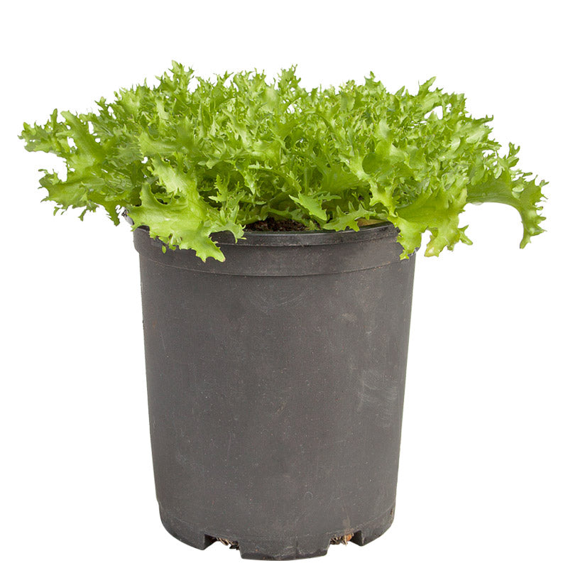 Endive, Frisee Greens Seeds (Organic) - Grow Organic Endive, Frisee Greens Seeds (Organic) Vegetable Seeds