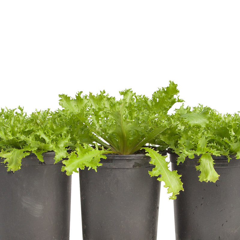 Endive, Frisee Greens Seeds (Organic) - Grow Organic Endive, Frisee Greens Seeds (Organic) Vegetable Seeds