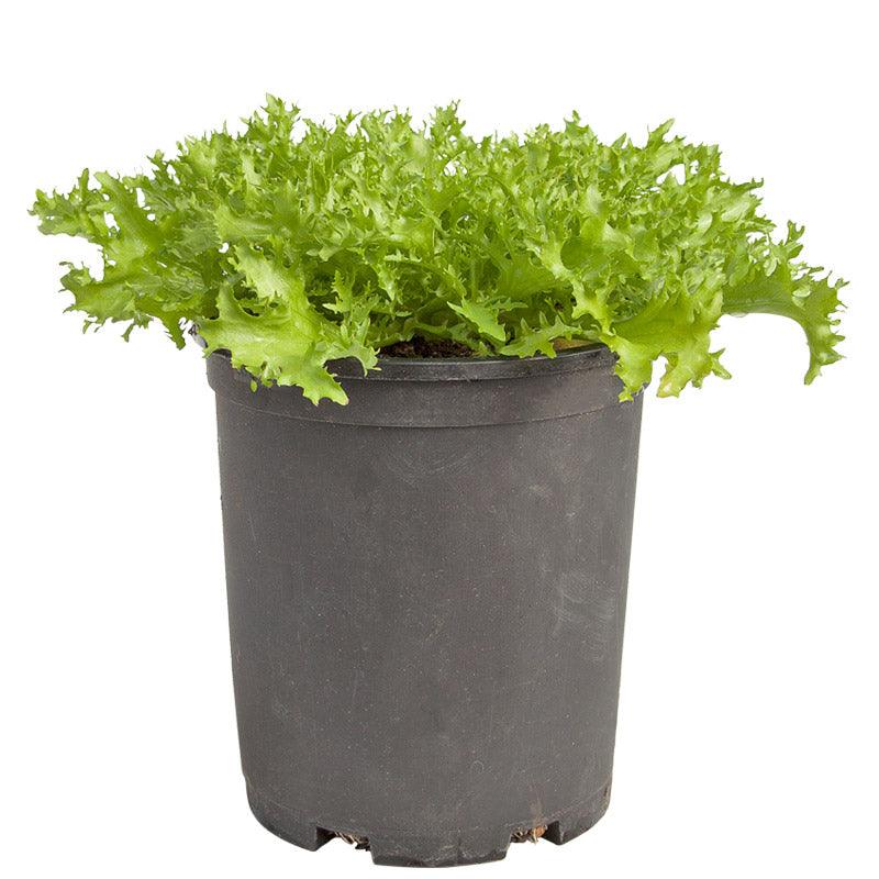 Organic Greens, Endive, Frisee (1/4 lb) Peaceful Valley