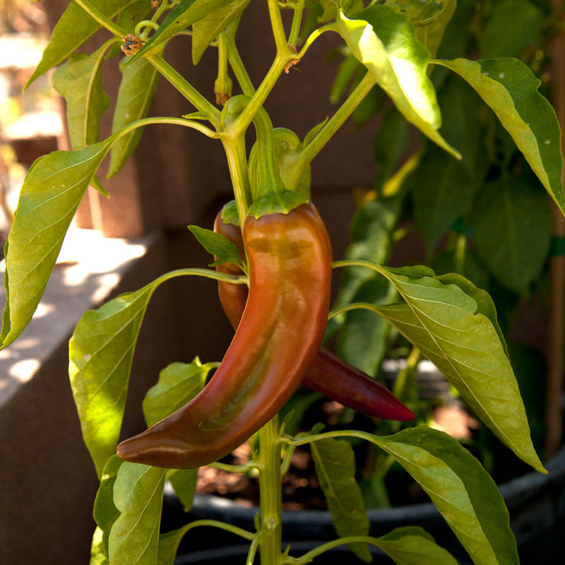 Anaheim Pepper Seeds (Organic) - Grow Organic Anaheim Pepper Seeds (Organic) Vegetable Seeds