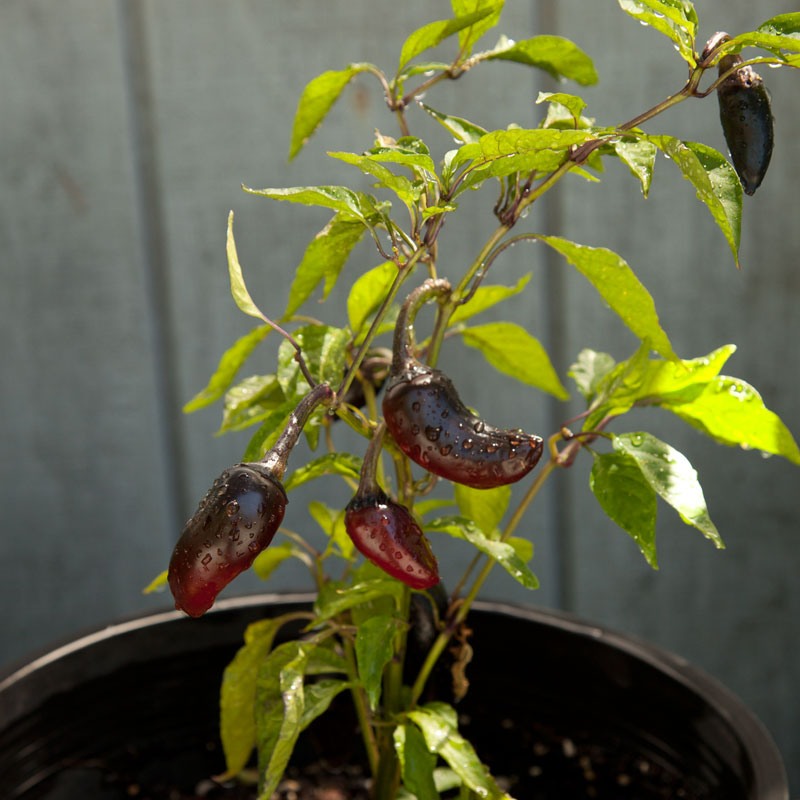 Black Hungarian Pepper Seeds (Organic) - Grow Organic Black Hungarian Pepper Seeds (Organic) Vegetable Seeds