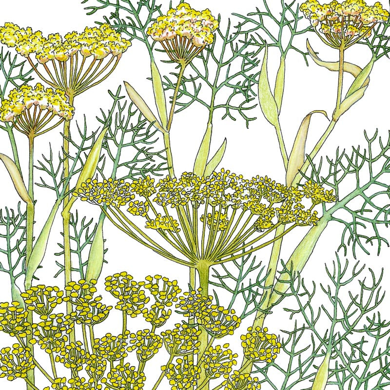 Organic Fennel, Bronze - Grow Organic Organic Fennel, Bronze Herb Seeds