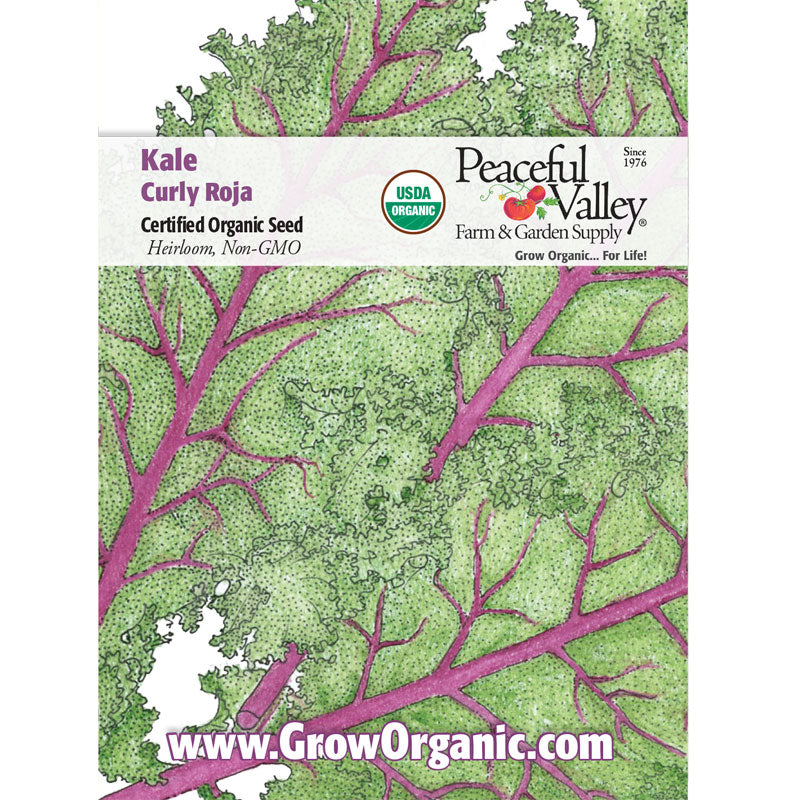 Curly Roja Kale Seeds (Organic) - Grow Organic Curly Roja Kale Seeds (Organic) Vegetable Seeds