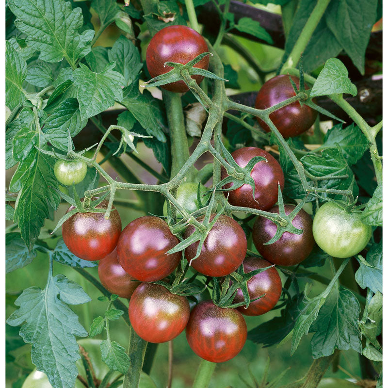 Black Cherry Cherry Tomato Seeds (Organic) - Grow Organic Black Cherry Cherry Tomato Seeds (Organic) Vegetable Seeds
