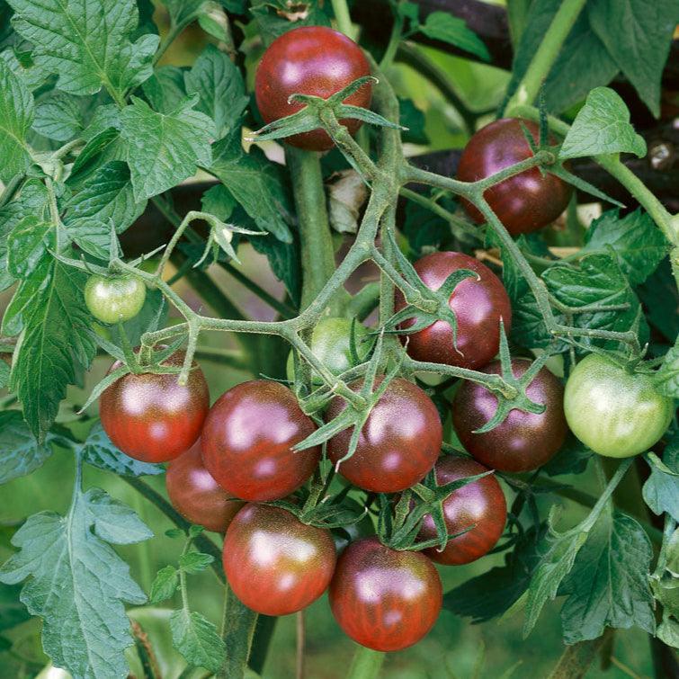 Black Cherry Tomato (Organic) True Leaf Market