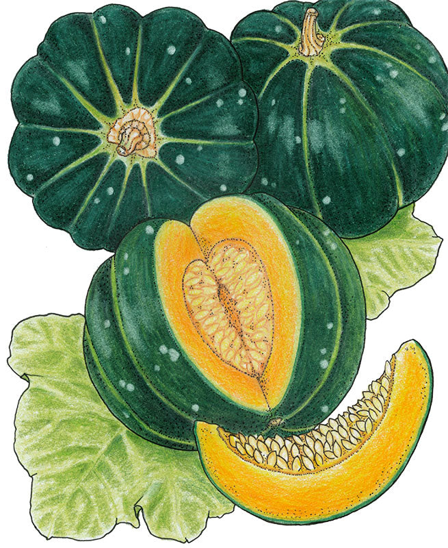 Noir Des Carmes Melon Seeds (Organic) - Grow Organic Noir Des Carmes Melon Seeds (Organic) Vegetable Seeds