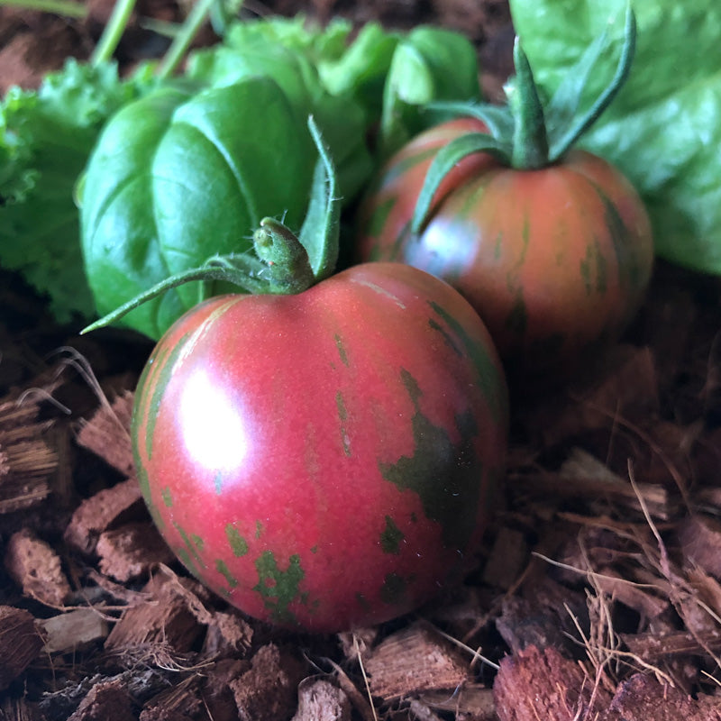 Pink Boar Tomato Seeds (Organic) - Grow Organic Pink Boar Tomato Seeds (Organic) Vegetable Seeds