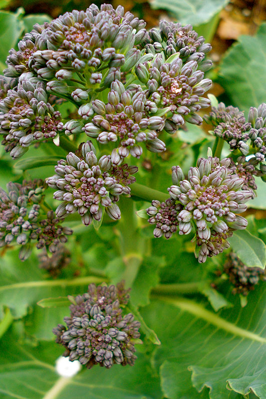 Purple Sprouting Broccoli Seeds (Organic) – Grow Organic Purple Sprouting Broccoli Seeds (Organic) Vegetable Seeds