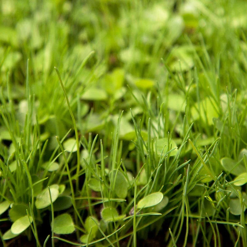 Peaceful Valley High Rainfall Dryland Pasture Mix - Nitrocoated Seed (lb) Peaceful Valley