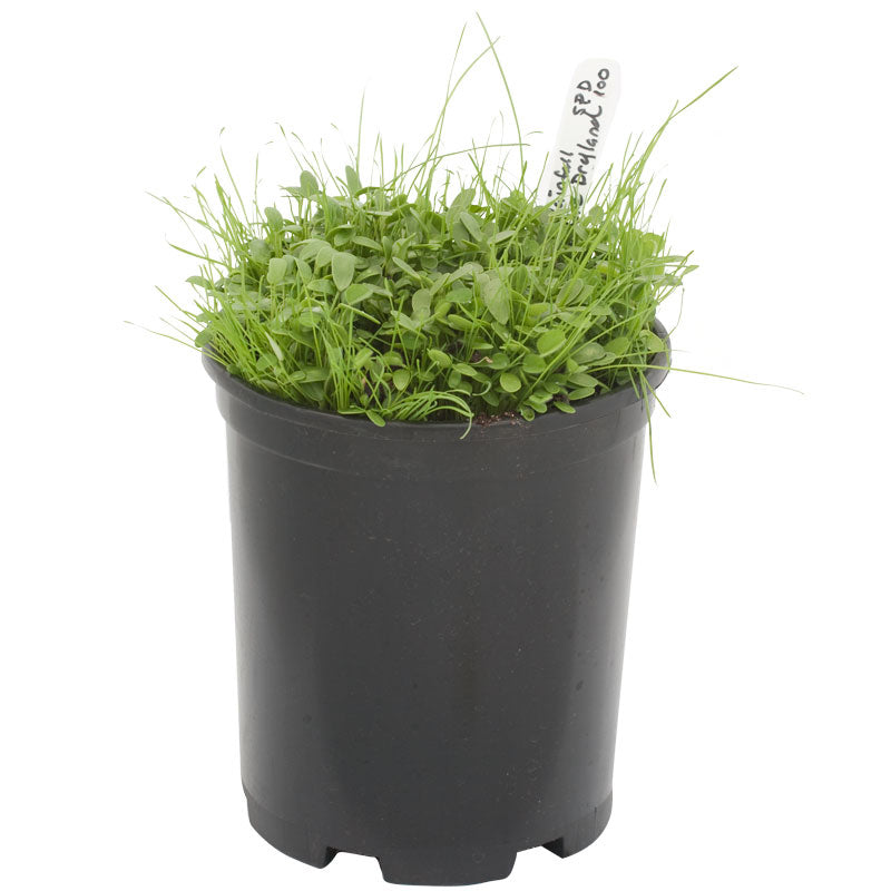 Peaceful Valley High Rainfall Dryland Pasture Mix - Nitrocoated Seed (lb) Peaceful Valley