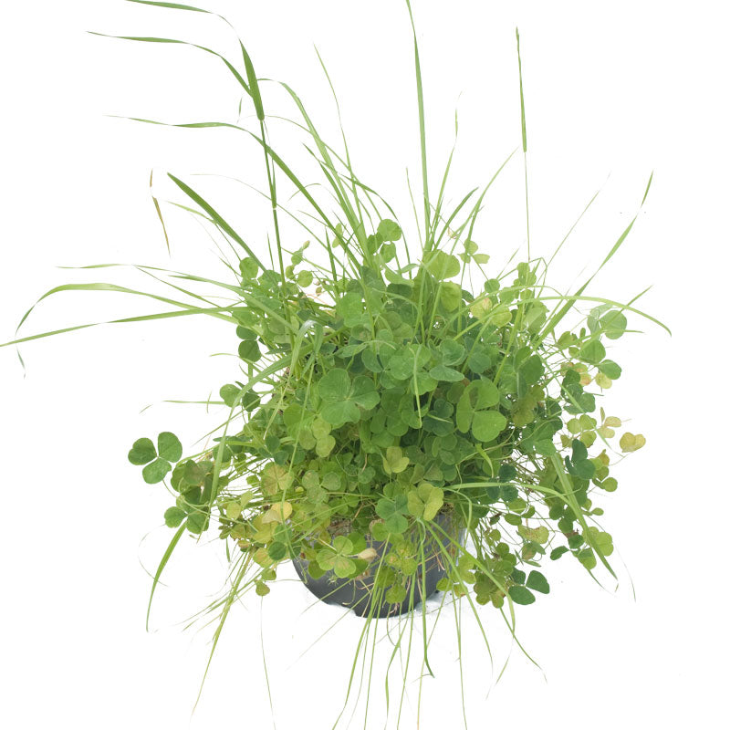 Peaceful Valley High Rainfall Dryland Pasture Mix - Nitrocoated Seed (lb) Peaceful Valley