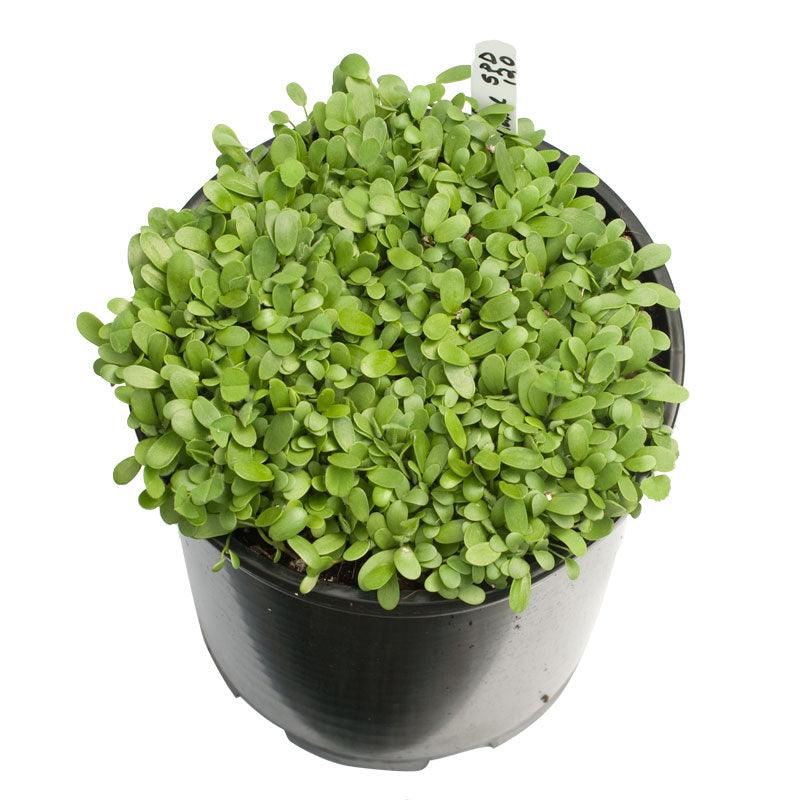 Peaceful Valley Low Rainfall Dryland Pasture Mix - Nitrocoated Seed (lb) Peaceful Valley