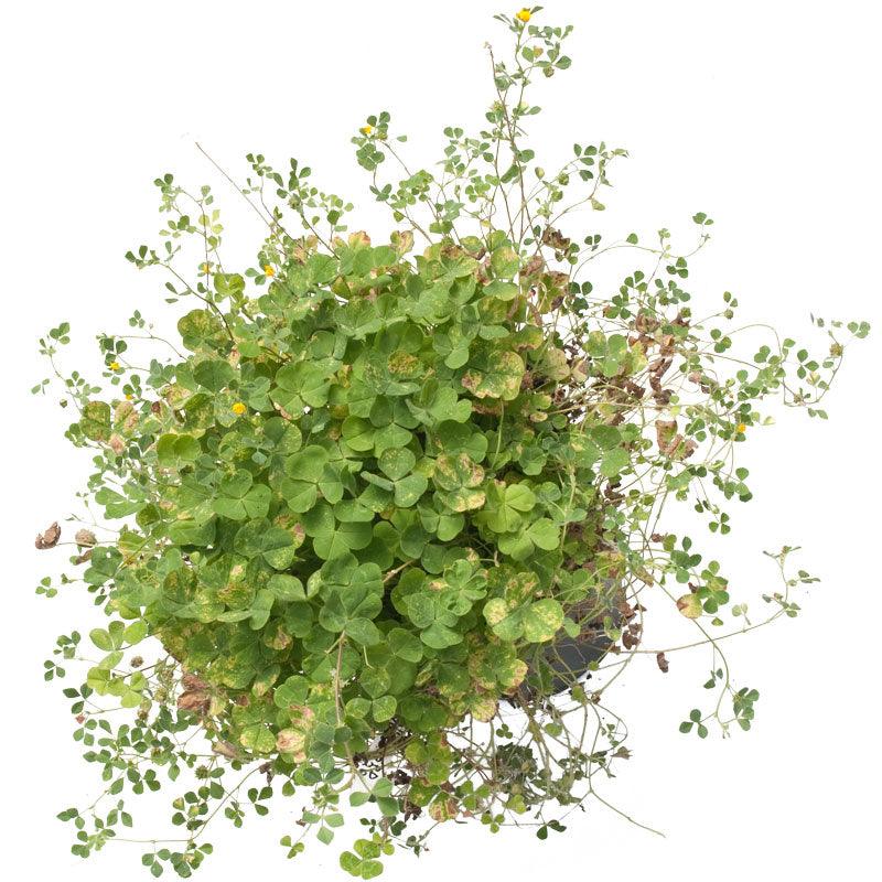 Peaceful Valley Low Rainfall Dryland Pasture Mix - Nitrocoated Seed (lb) Peaceful Valley