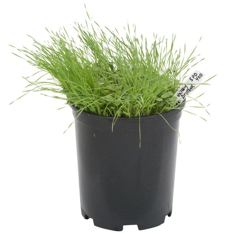 Peaceful Valley Grass Valley Range Mix for Dryland - Nitrocoated Seed (lb) Peaceful Valley