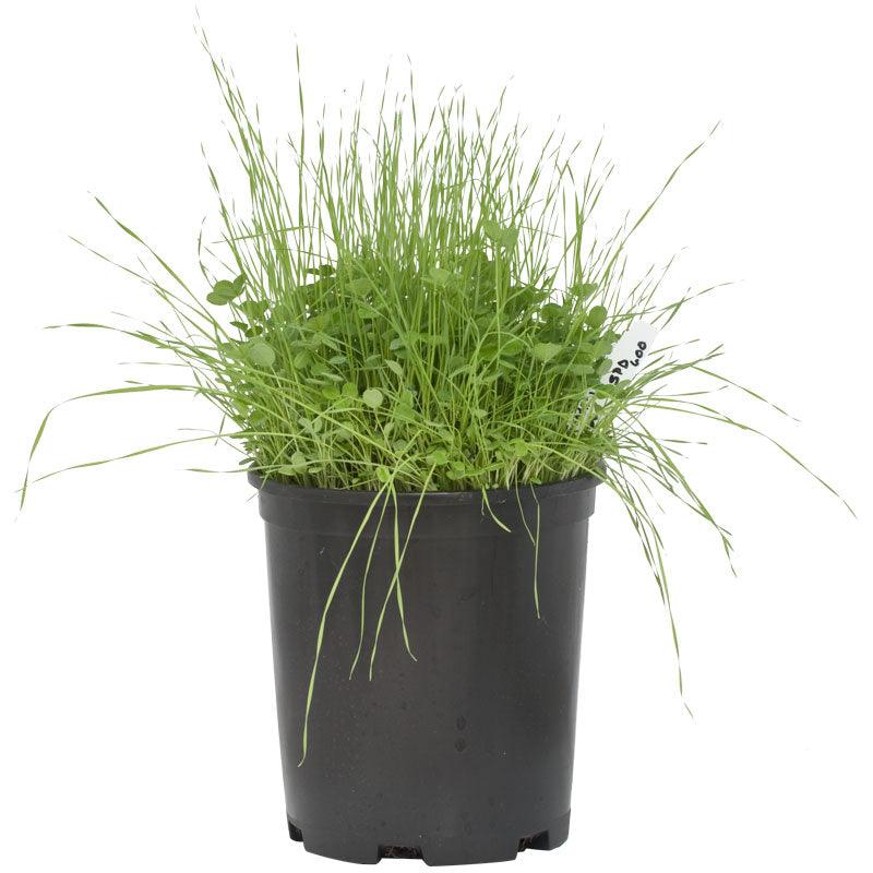 Peaceful Valley Sierra Foothill Dryland Mix - Nitrocoated Seed (lb) Peaceful Valley