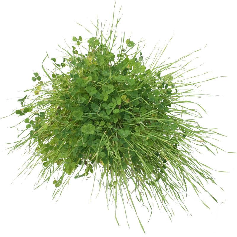 Peaceful Valley Sierra Foothill Dryland Mix - Nitrocoated Seed (lb) Peaceful Valley