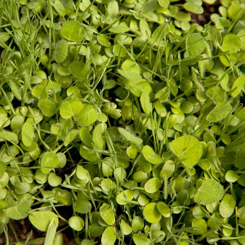 Peaceful Valley Sierra Foothill Dryland Mix - Nitrocoated Seed (lb) Peaceful Valley