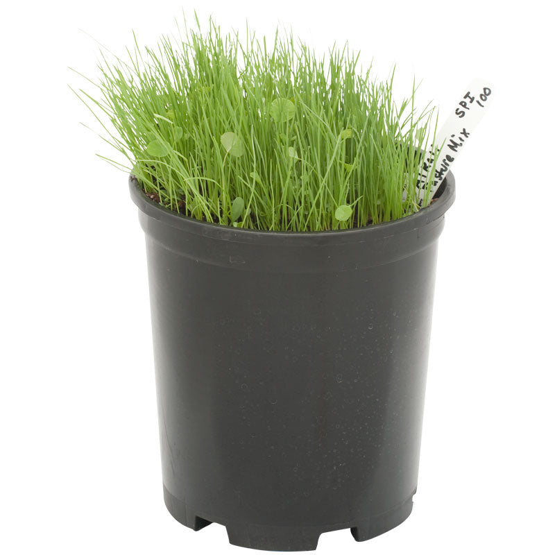 Peaceful Valley Alkali Irrigated Pasture Mix - Nitrocoated Seed (lb) Peaceful Valley