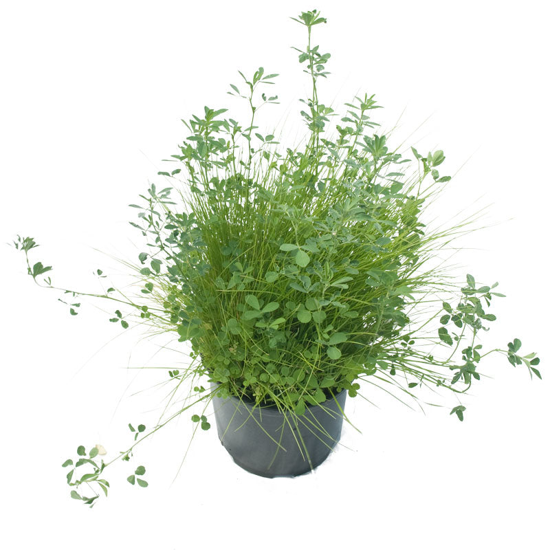 Peaceful Valley Alkali Irrigated Pasture Mix - Nitrocoated Seed (lb) Peaceful Valley