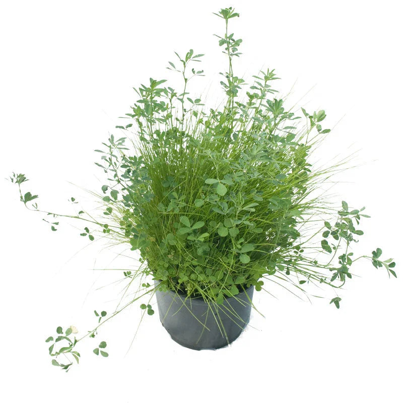 Peaceful Valley Alkali Irrigated Pasture Mix - Nitrocoated Seed (lb) Peaceful Valley