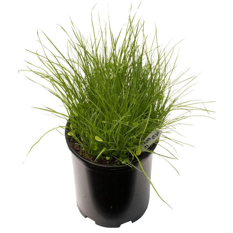 Peaceful Valley Irrigated Dairy Pasture Mix - Nitrocoated Seed (lb) Peaceful Valley