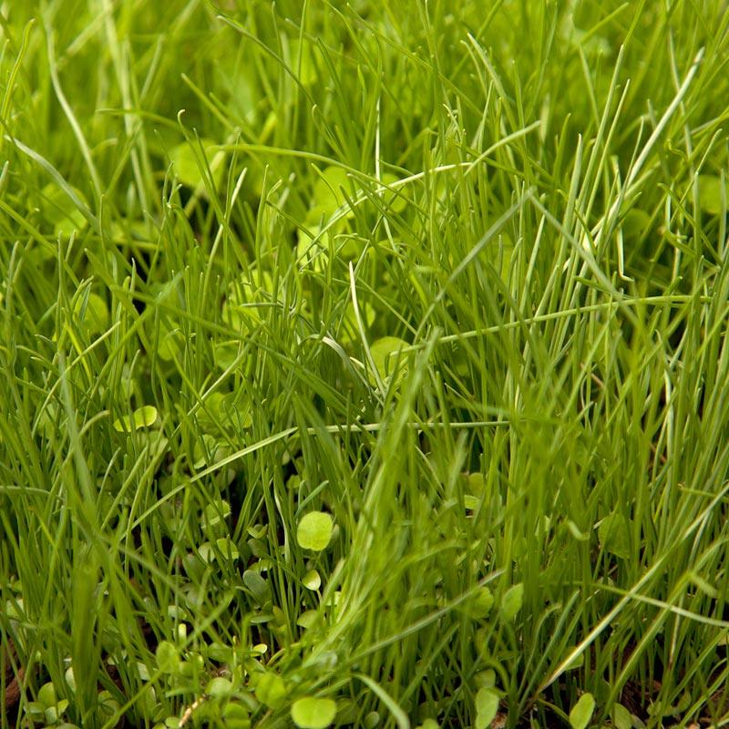 Peaceful Valley Irrigated Dairy Pasture Mix - Nitrocoated Seed (lb) Peaceful Valley