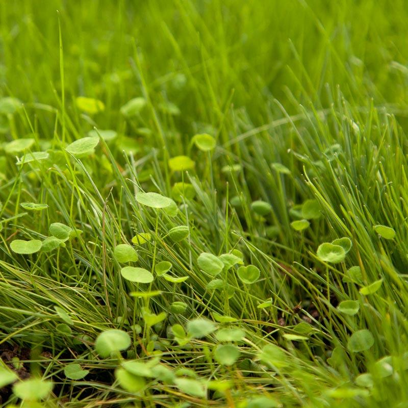Peaceful Valley Irrigated Intermountain Pasture Mix - Nitrocoated Seed (lb) Peaceful Valley