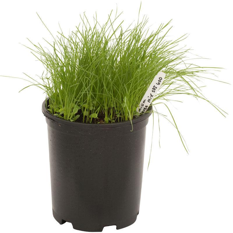 Peaceful Valley Premium Horse Irrigated Pasture Mix - Nitrocoated Seed (lb) Peaceful Valley
