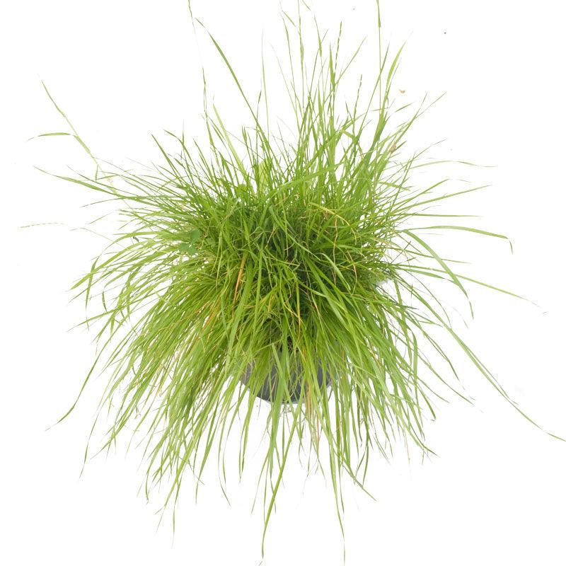 Peaceful Valley Herbal Irrigated Pasture Mix - Nitrocoated Seed (lb) Peaceful Valley