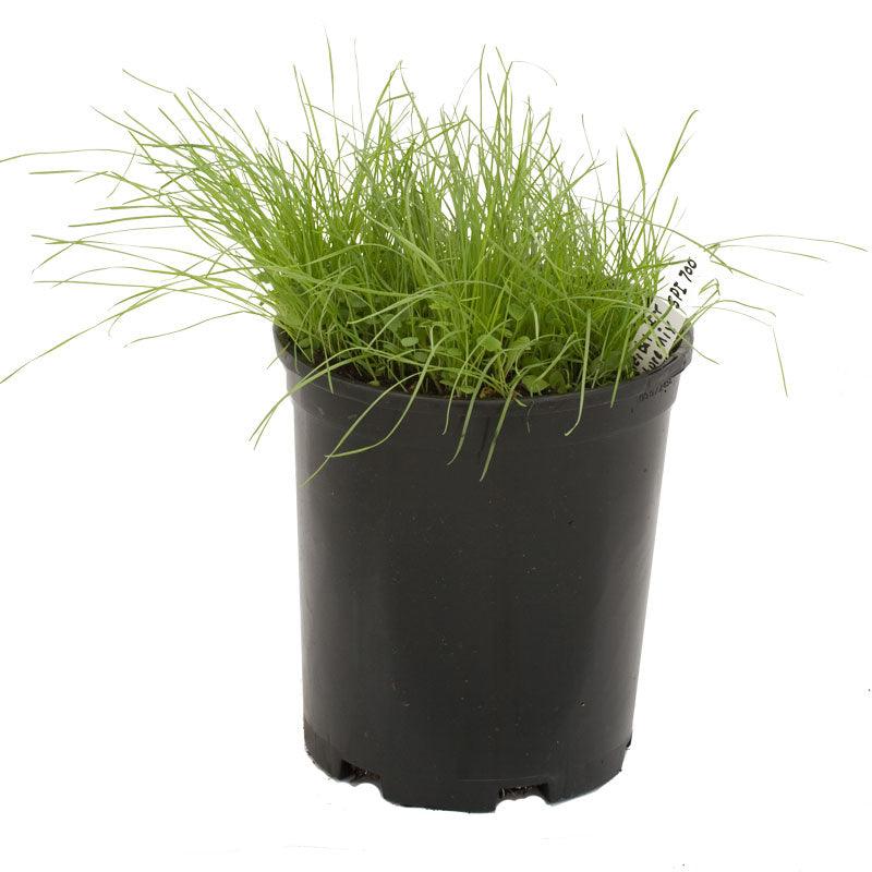 Peaceful Valley Herbal Irrigated Pasture Mix - Nitrocoated Seed (lb) Peaceful Valley