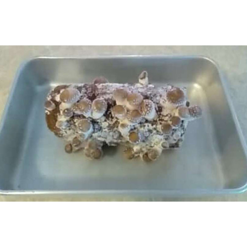 Shiitake Mushroom Block - Grow Organic Shiitake Mushroom Block Homestead