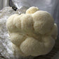 Lion's Mane Mushroom Kit - Grow Organic Lion's Mane Mushroom Kit Homestead