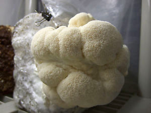 Lion's Mane Mushroom Kit - Grow Organic Lion's Mane Mushroom Kit Homestead