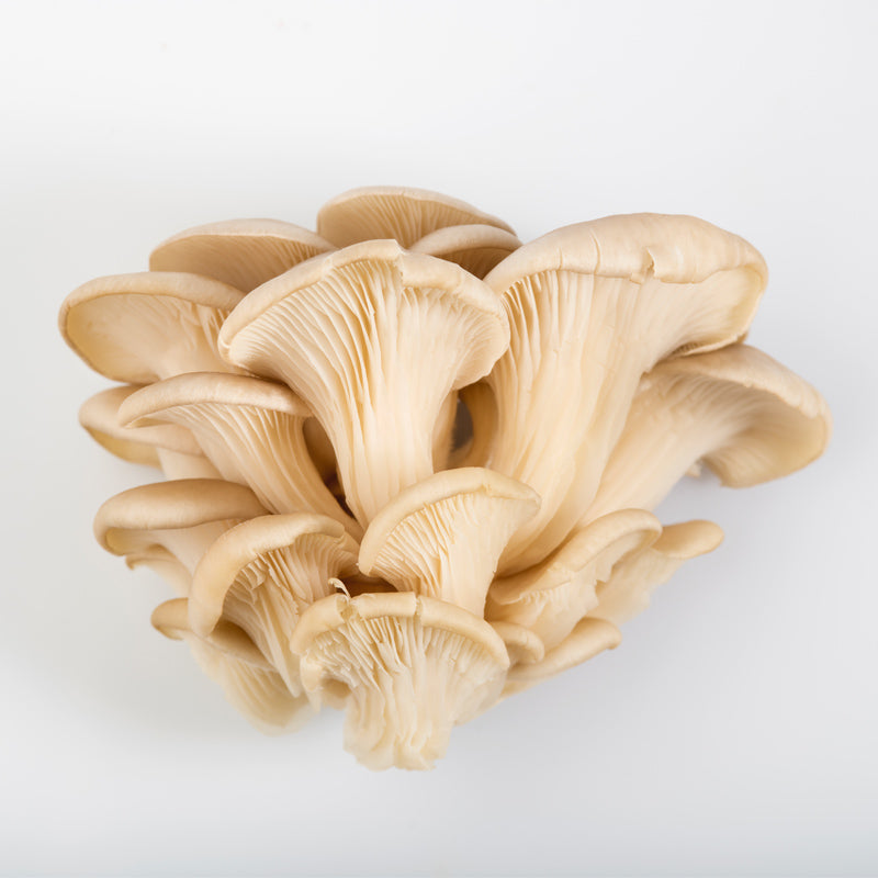 Pearl Oyster Mushroom Kit in Burlap - Grow Organic Pearl Oyster Mushroom Kit in Burlap Homestead