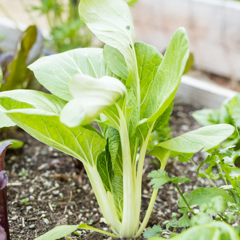 Organic Greens, Pak Choi (1/4 lb) Peaceful Valley