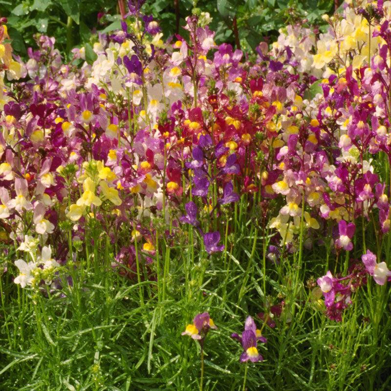 Spurred Snapdragon Seed Pack - Grow Organic