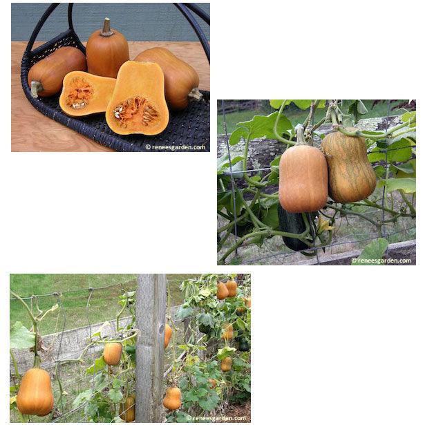 Honey Nut Baby Butternut Winter Squash Seeds Renee's Garden