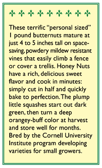 Honey Nut Baby Butternut Winter Squash Seeds Renee's Garden