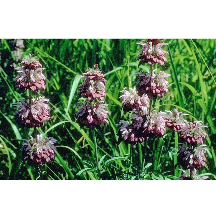 Strictly Medicinal Lemon Bergamot - Grow Organic Strictly Medicinal Lemon Bergamot Herb Seeds