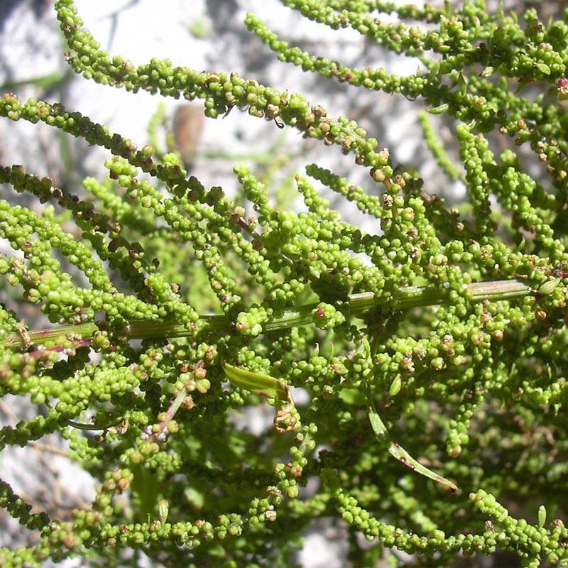 Epazote Seeds (Organic) Strictly Medicinal
