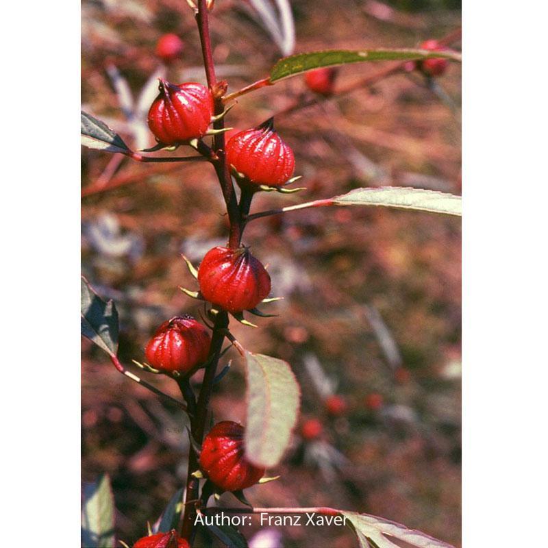 Roselle Hibiscus Seeds (Organic) Strictly Medicinal