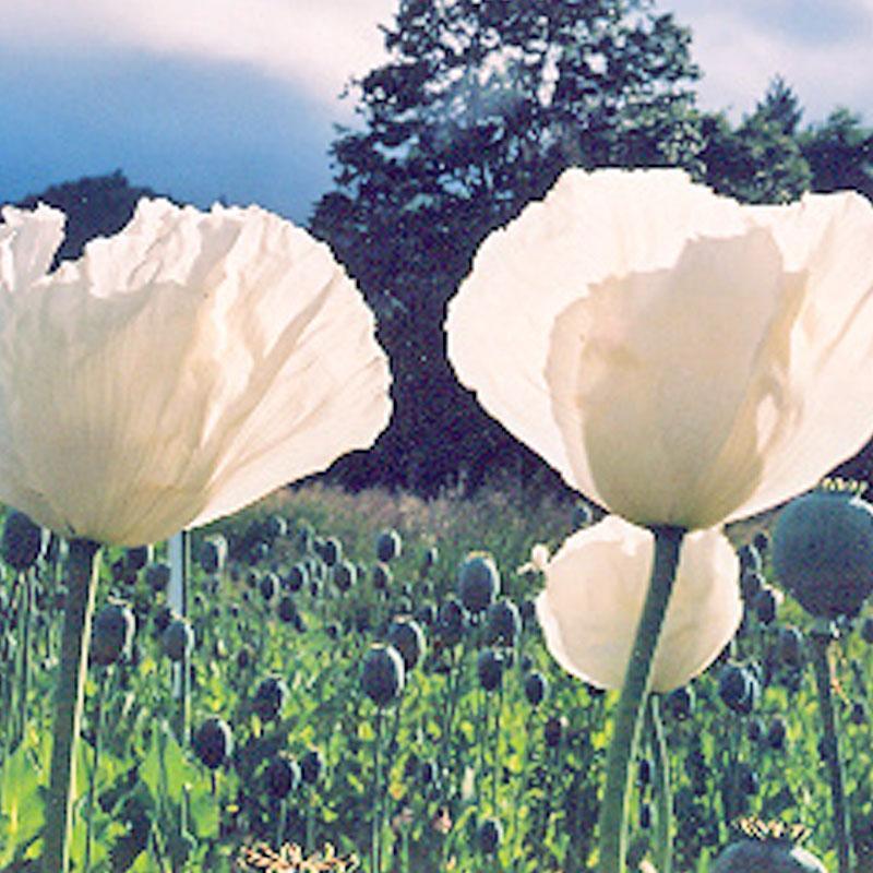 white poppy flower seeds Peshawar Poppy Seeds (Organic)