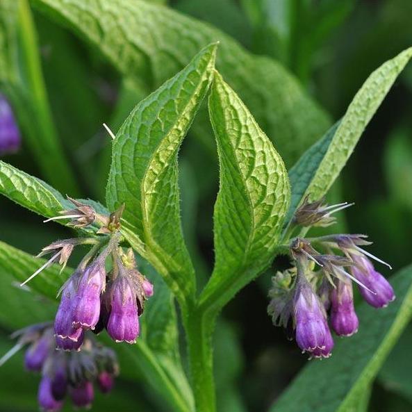 True Comfrey Seeds (Organic) Strictly Medicinal