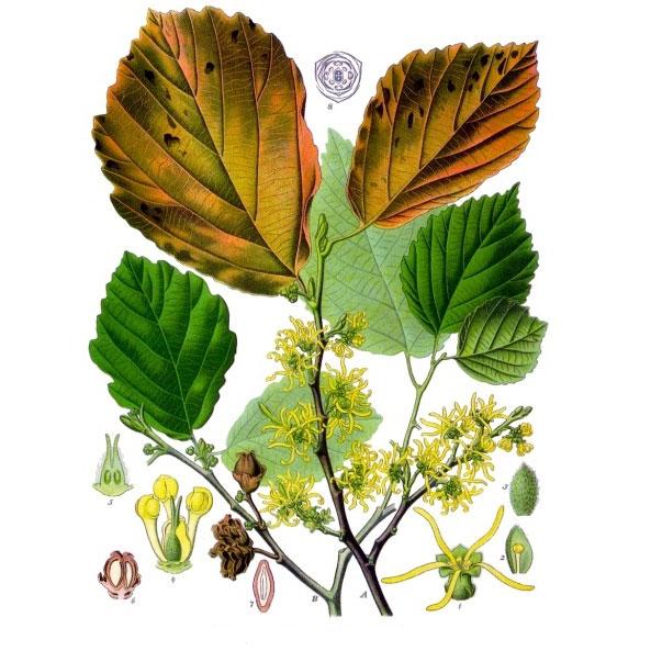 Strictly Medicinal Witch Hazel - Grow Organic Strictly Medicinal Witch Hazel Herb Seeds