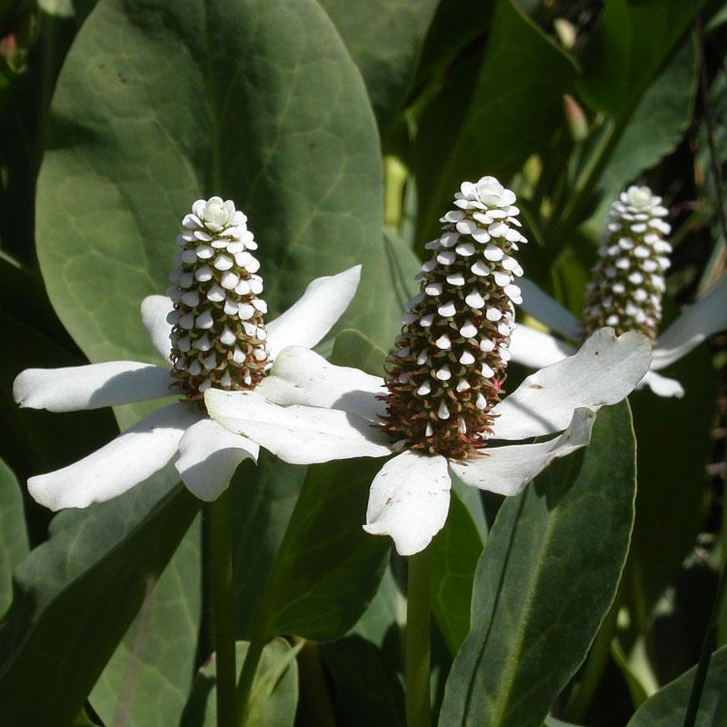 Strictly Medicinal Yerba Mansa - Grow Organic Strictly Medicinal Yerba Mansa Herb Seeds