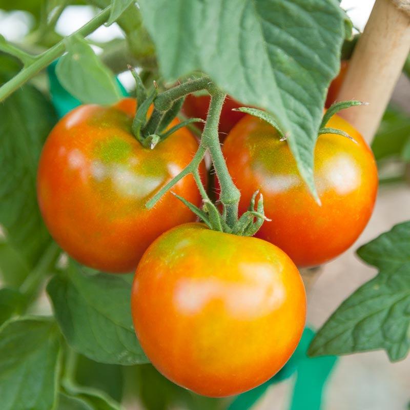 Stupice Tomato (Organic) - Grow Organic