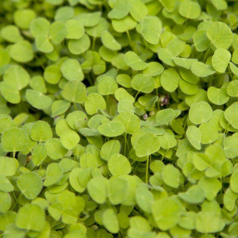 Subterranean Clover Mix - Nitrocoated Seed (lb) Grow Organic